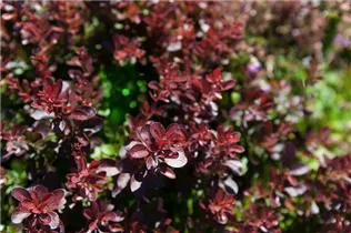 Berberis thunbergii 'Atropurpurea Nana' - Kleine Blutberberitze 'Atropurpurea Nana' Berberis thunbergii 'Atropurpurea Nana' - Kleine Blutberberitze 'Atropurpurea Nana'